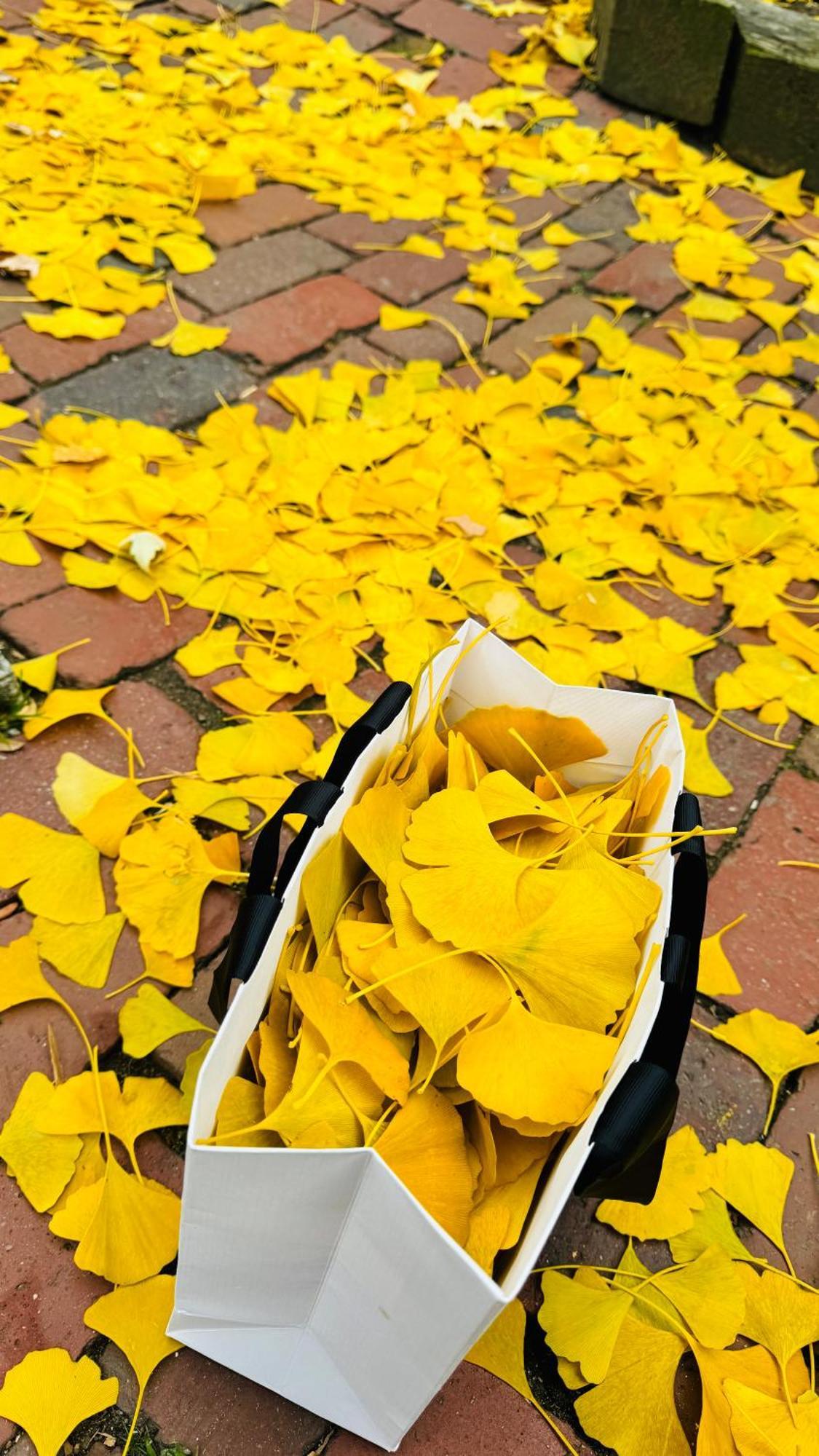 Ginkgo House On Harvard Cambridge Kültér fotó